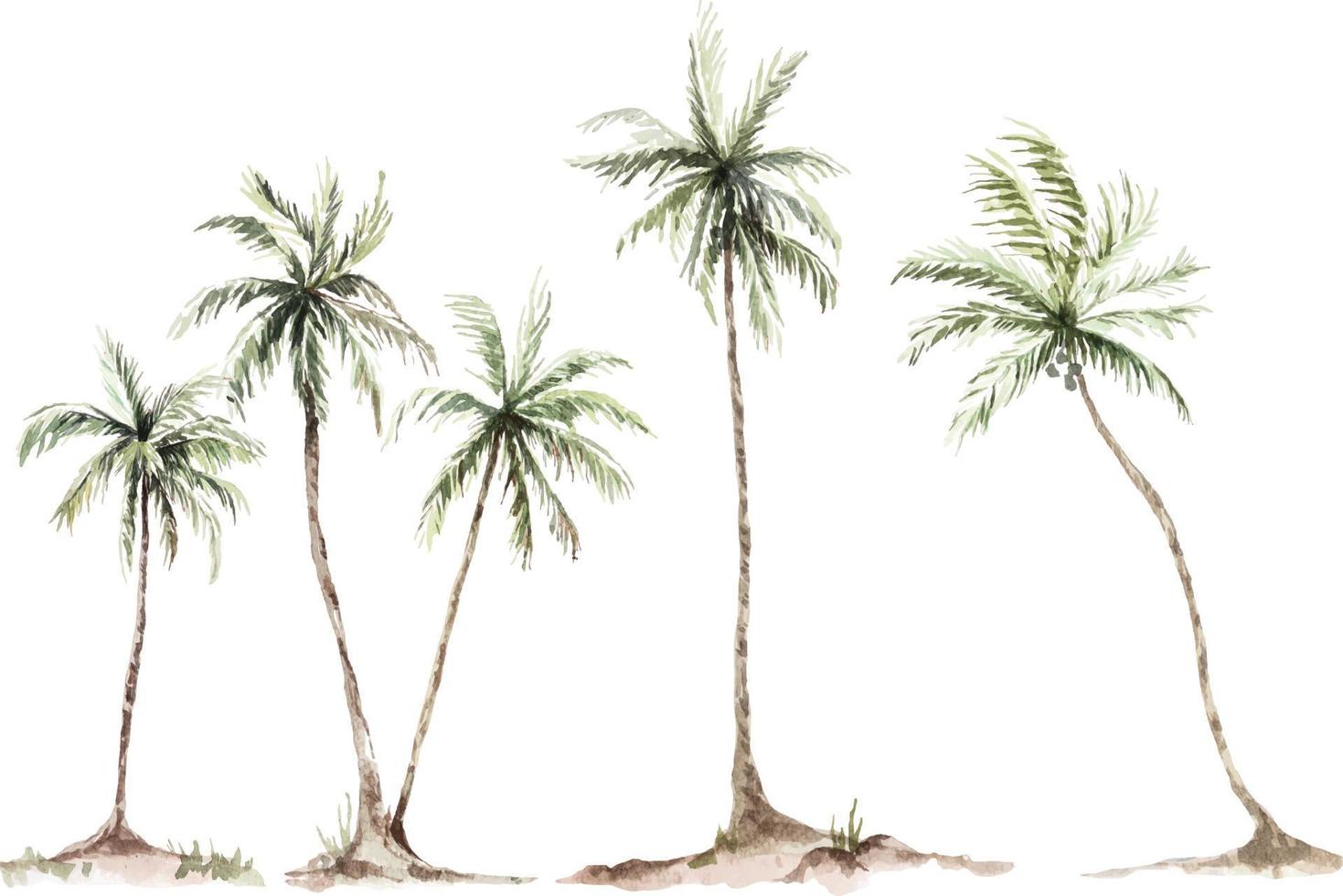 coconut palm watercolor 1 vector