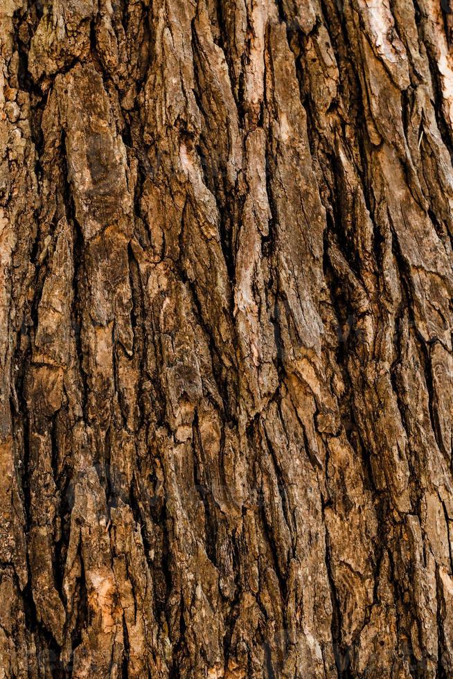 Primer plano de fondo de madera de la superficie del árbol foto