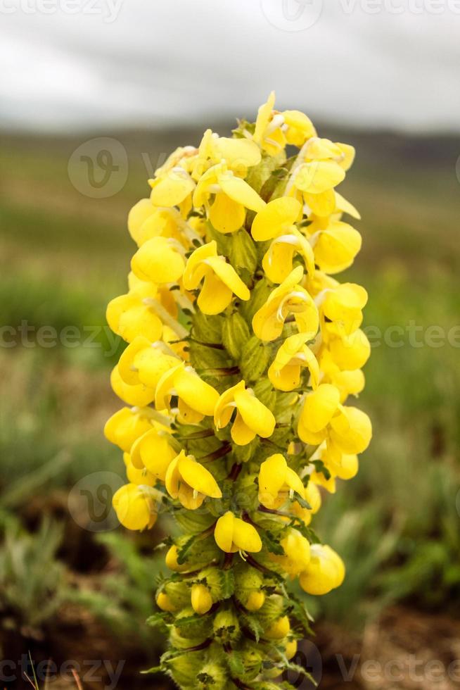 Natural Beautiful Flower Closeup photo