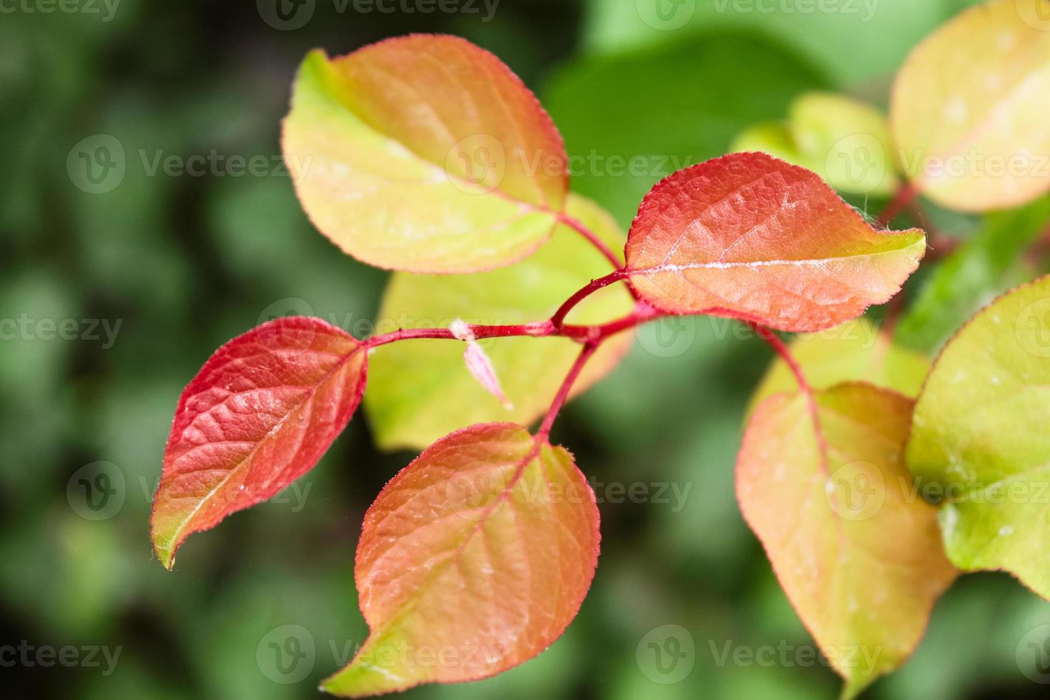 Natural Beautiful Flower Closeup photo