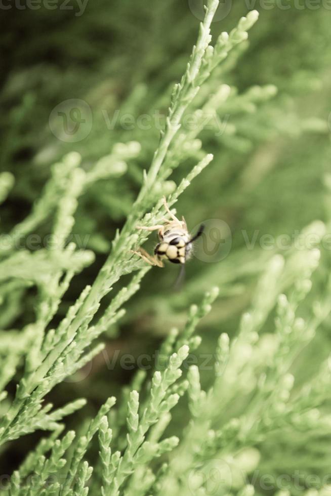 Natural Beautiful Arborvitae Closeup photo