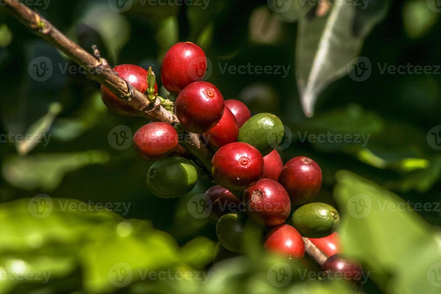 Granos de café en el cafeto, en Brasil foto