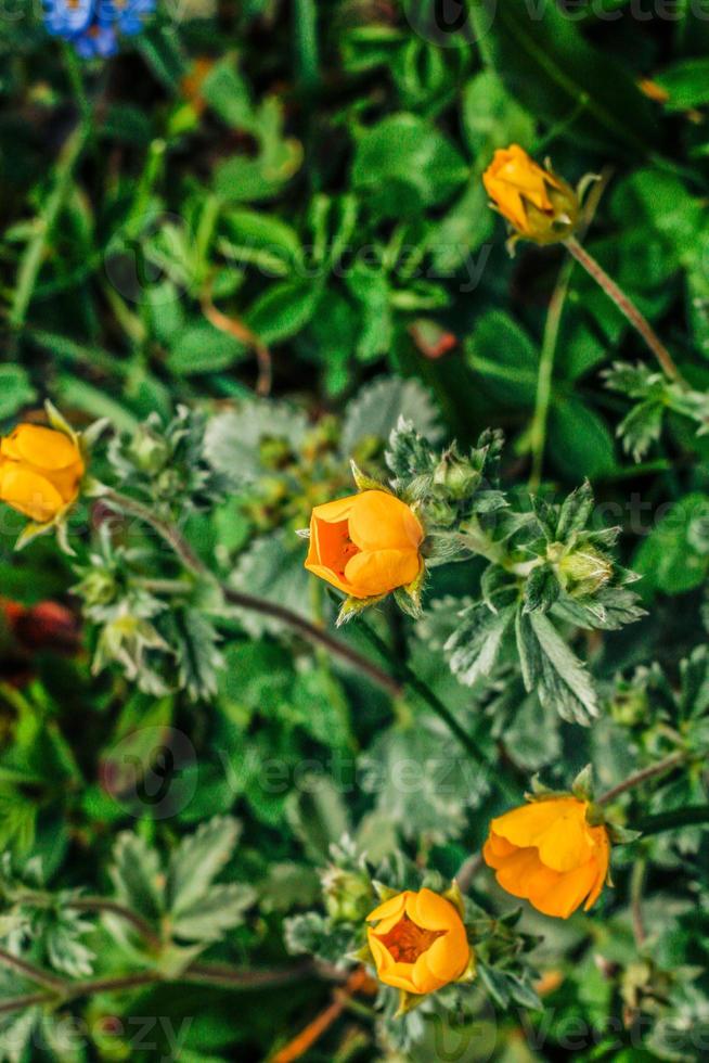 Yellow Flower Kumrat Valley Beautiful Landscape Mountains View photo