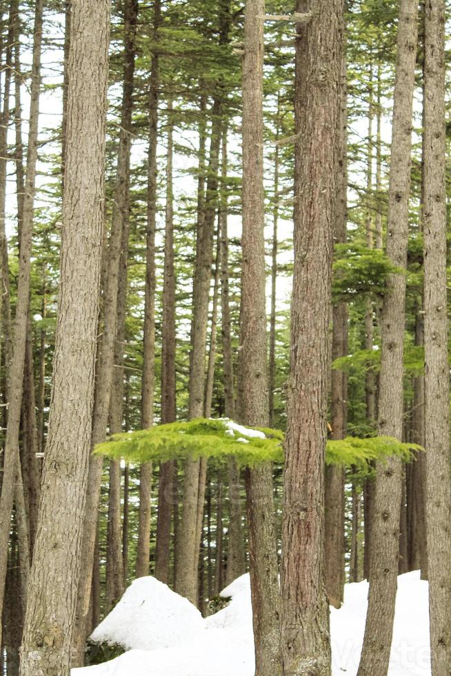 usho bosque kalam swat paisaje paisaje foto