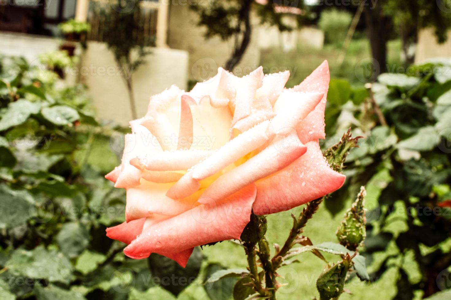 Natural Beautiful Flower Closeup photo