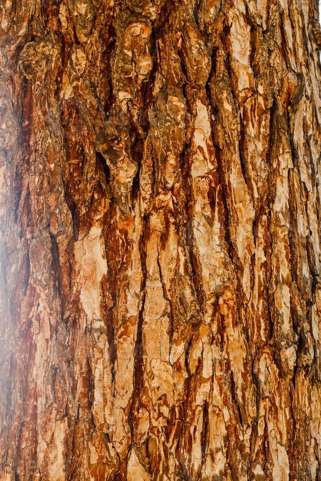 Tree Surface Wooden Background Closeup photo