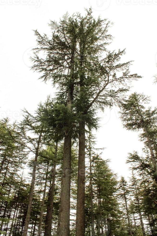 Usho Forest Kalam Swat Scenery Landscape photo