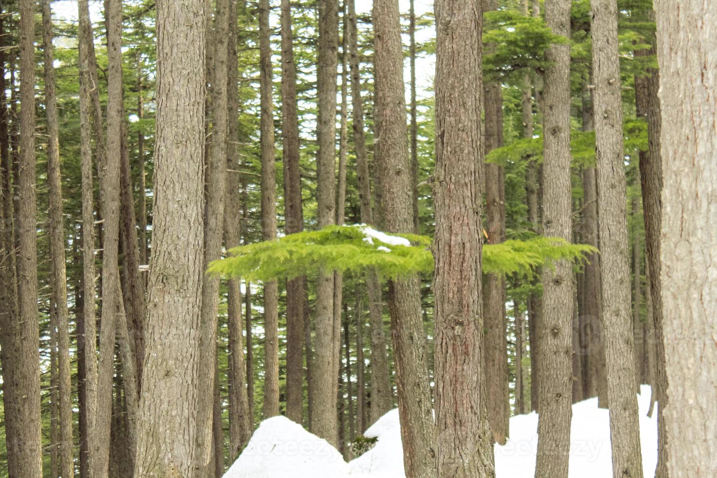 Usho Forest Kalam Swat Scenery Landscape photo