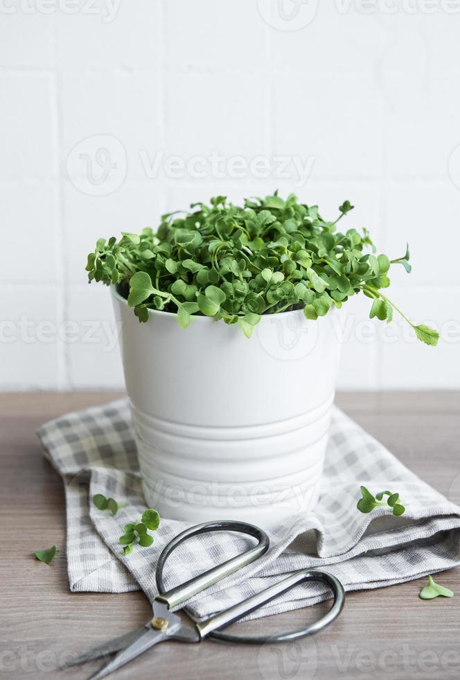 micro verdes. semillas de rábano germinadas. foto