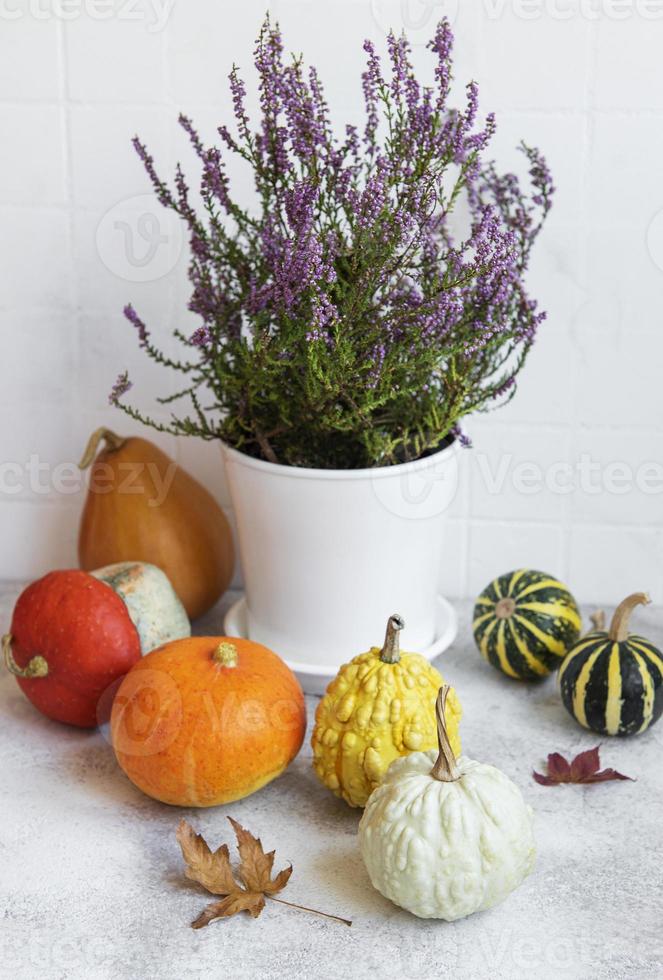 Creative autumn fall thanksgiving day composition with decorative orange pumpkins photo