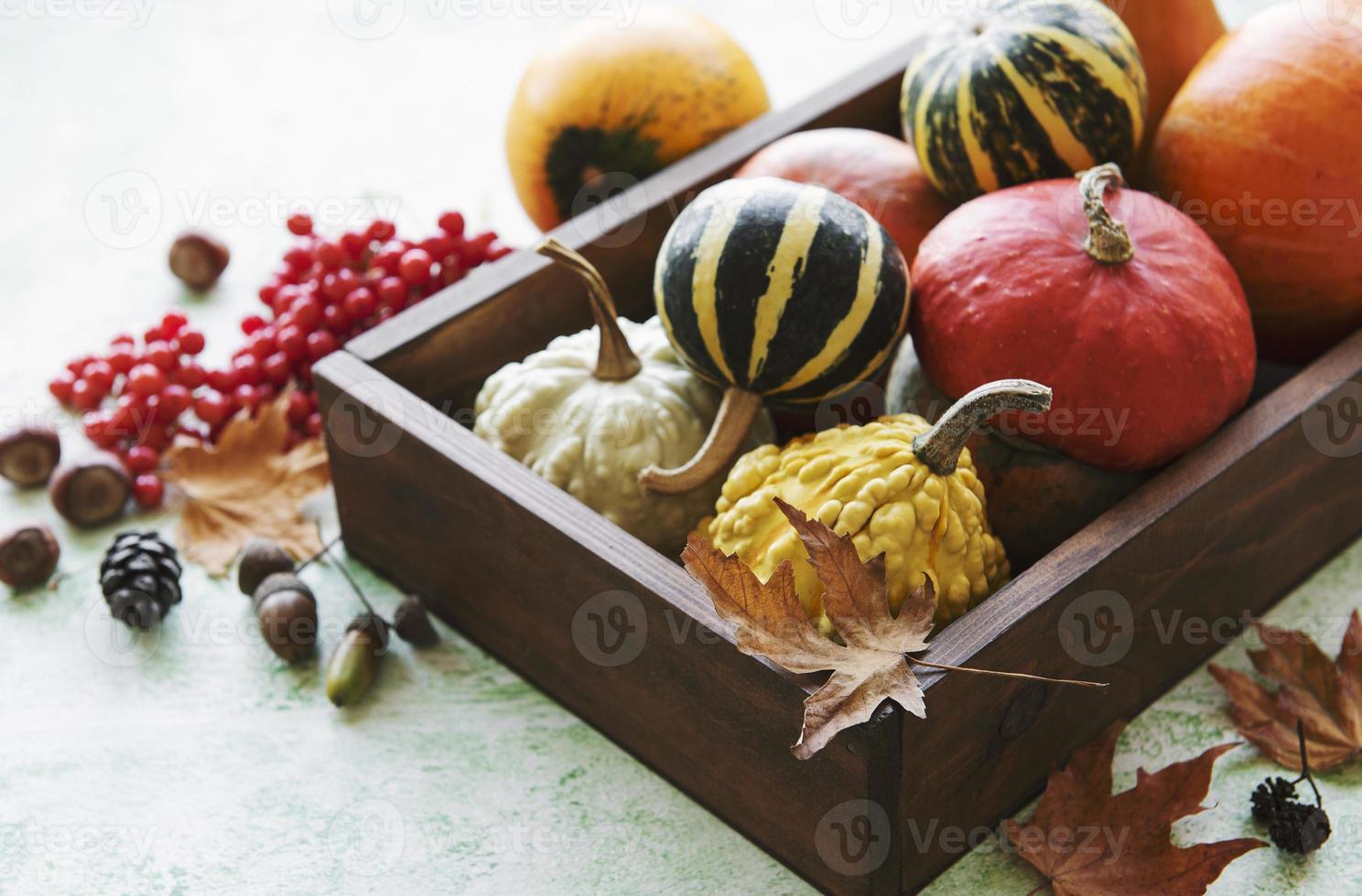 Autumn composition with assorted pumpkins photo