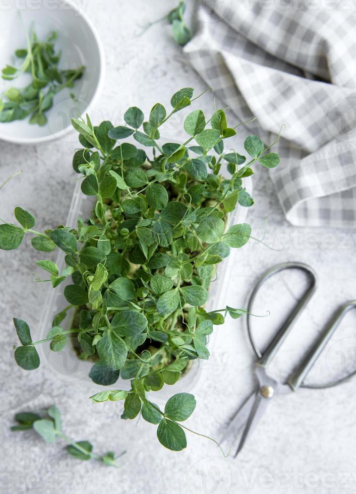 guisantes micro verdes en la mesa de madera foto