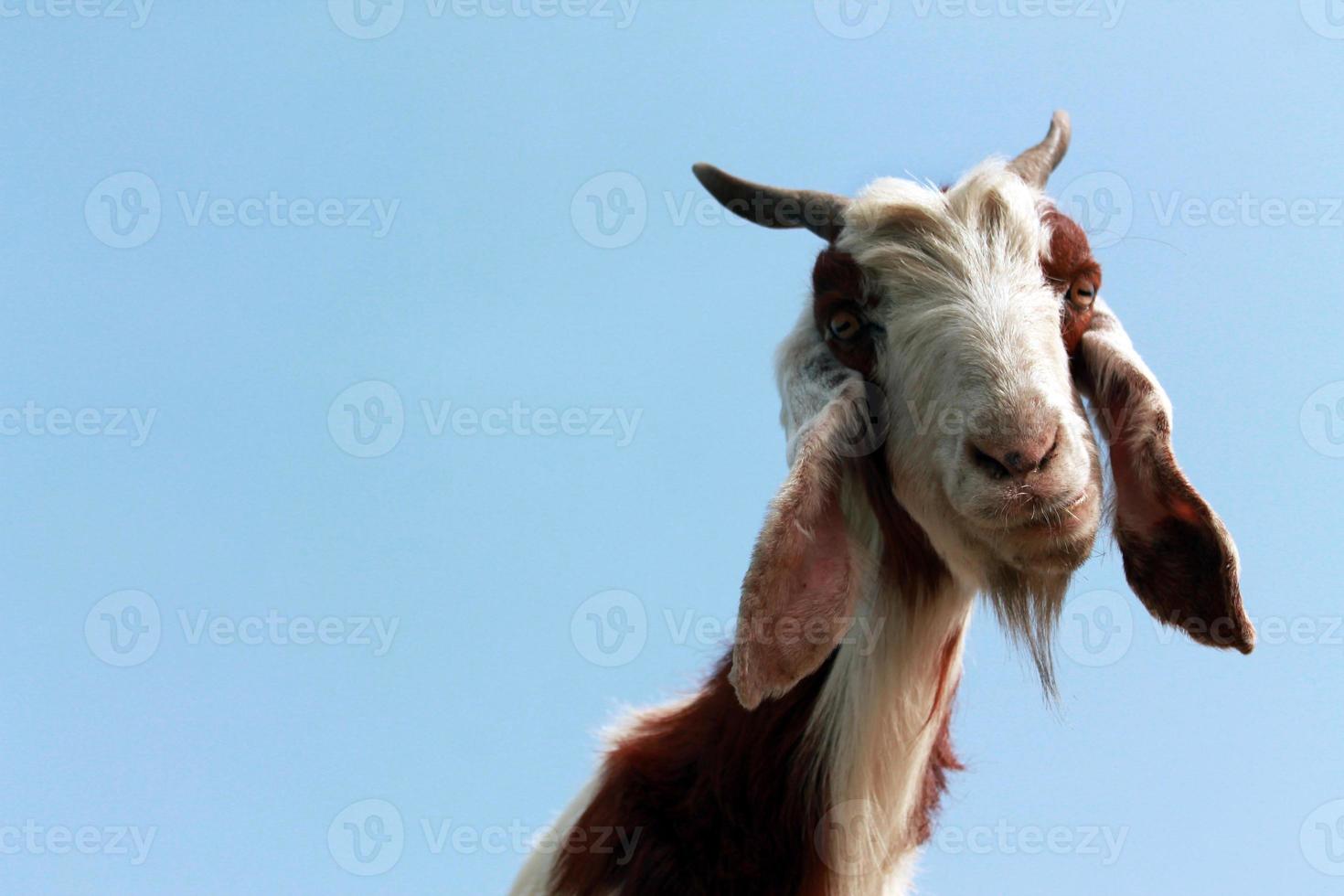 Goat face animal closeup with blue sky photo