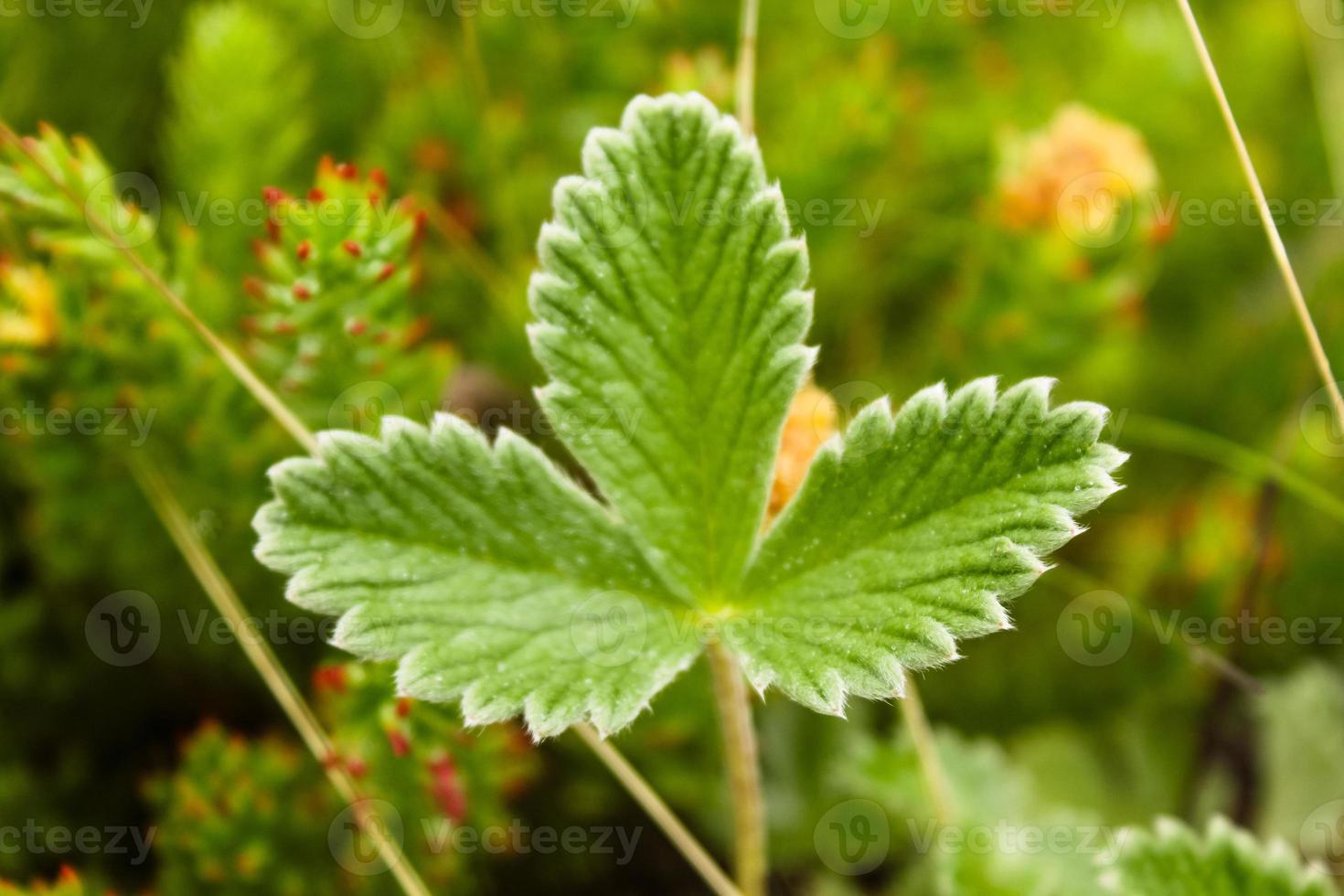 Natural Beautiful Flower Closeup photo