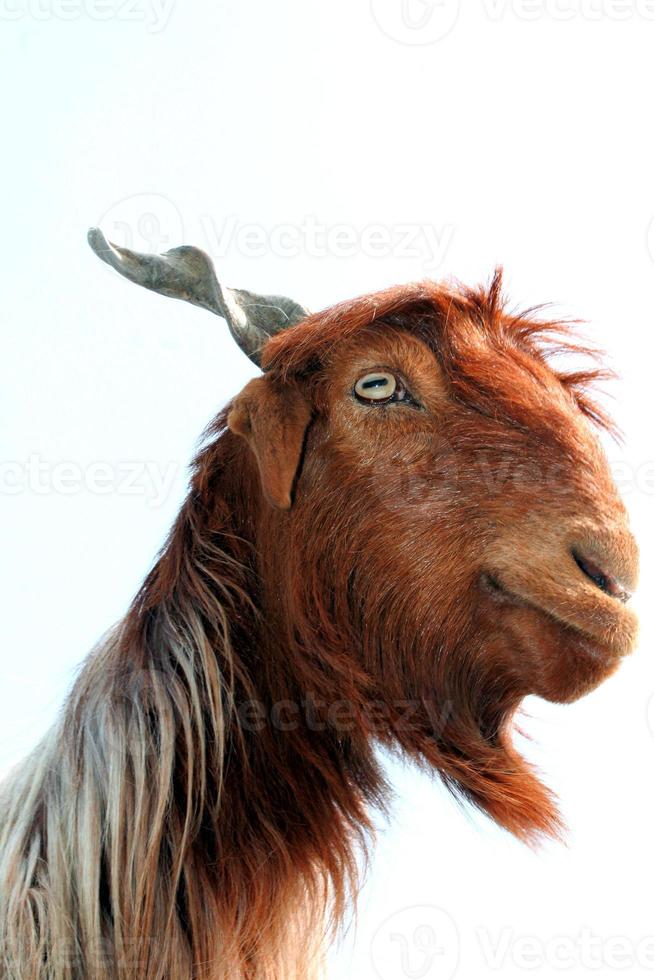Goat face animal closeup with blue sky photo