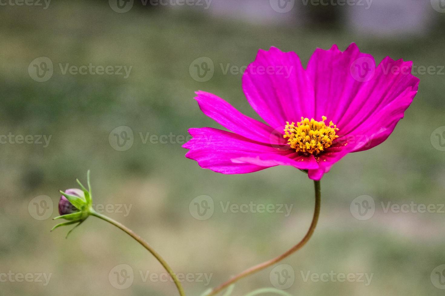 Natural Beautiful Flower Closeup photo