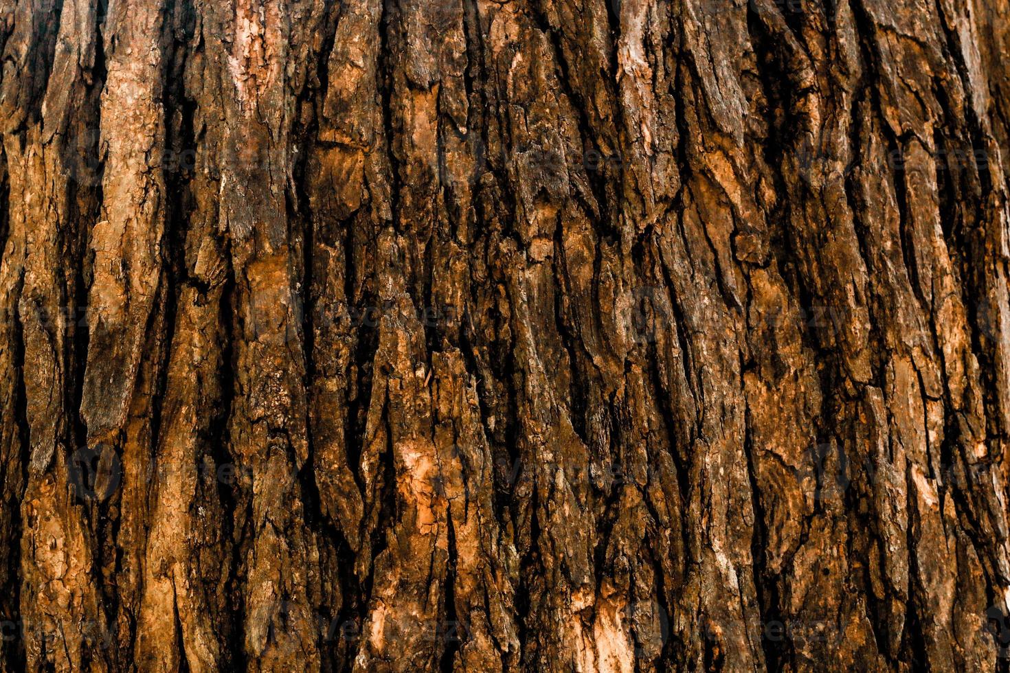 Tree Surface Wooden Background Closeup photo