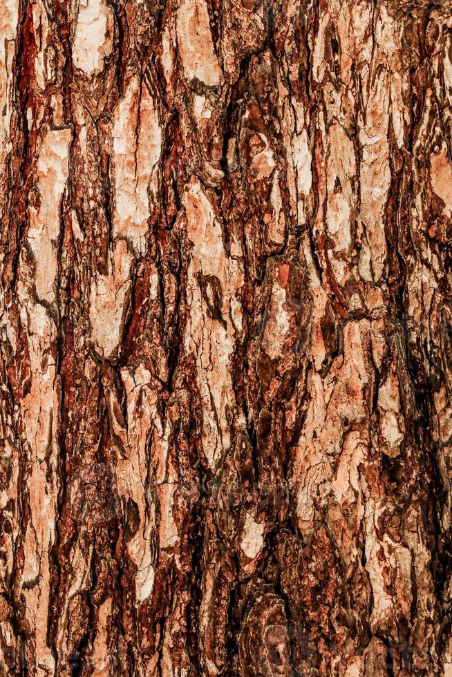 Tree Surface Wooden Background Closeup photo