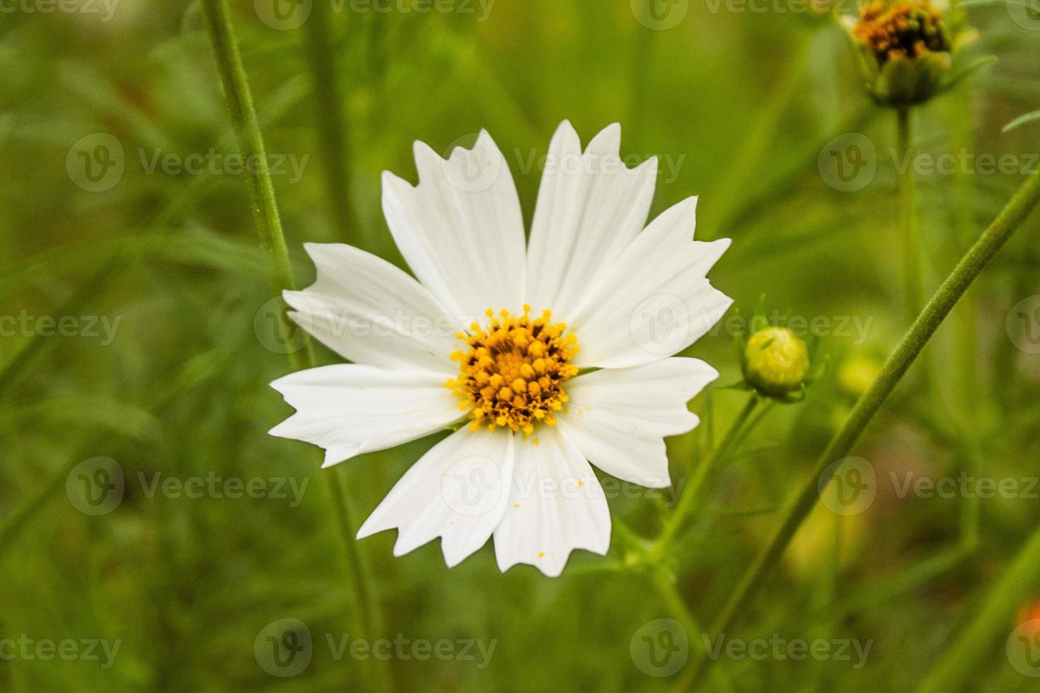 Natural Beautiful Flower Closeup photo