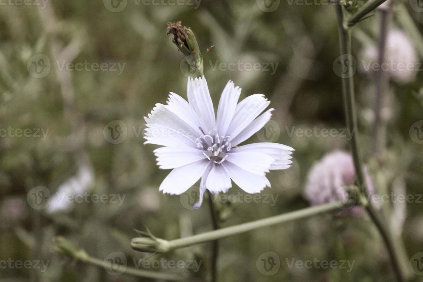 Natural Beautiful Flower Closeup photo