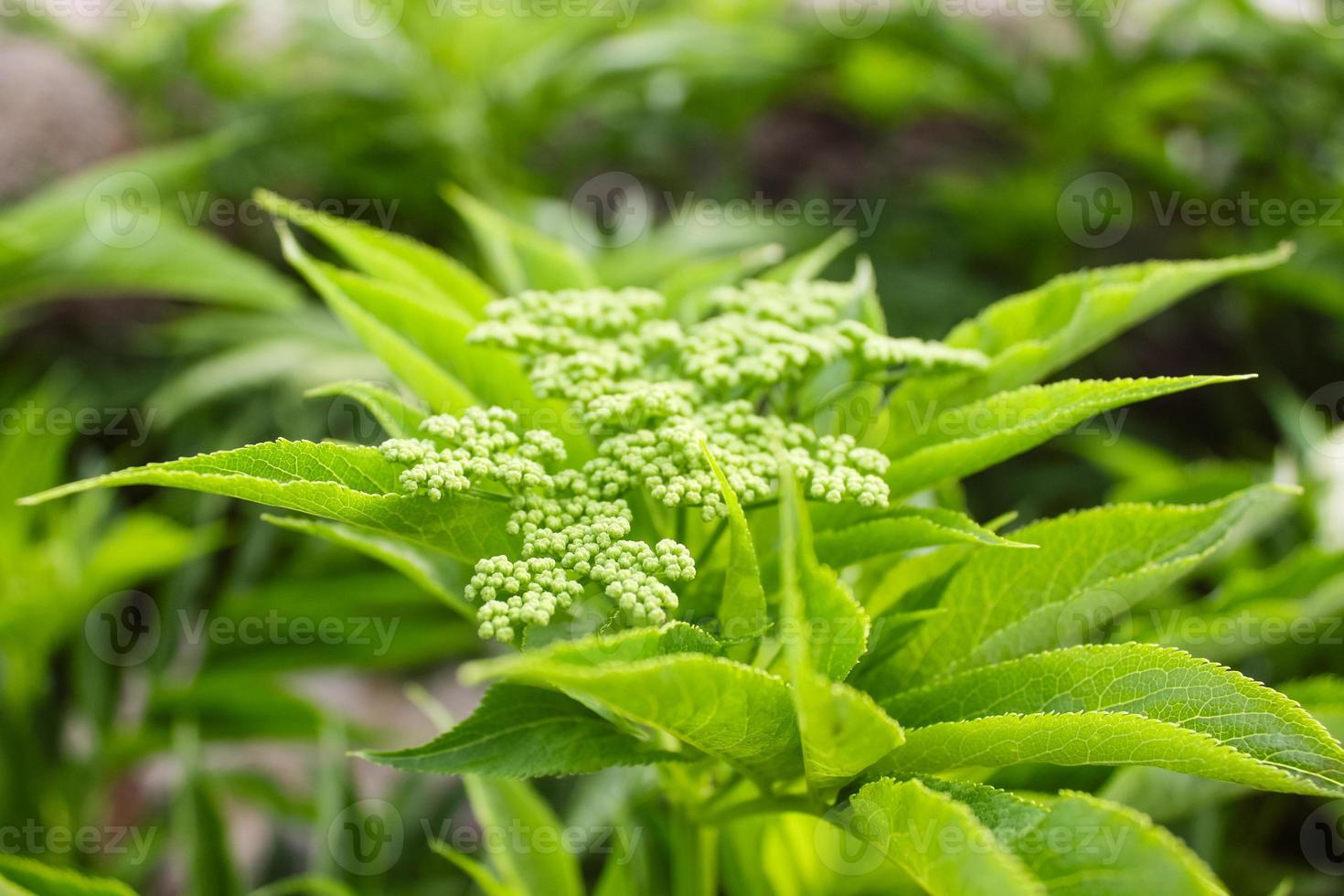 Natural Beautiful Flower Closeup photo