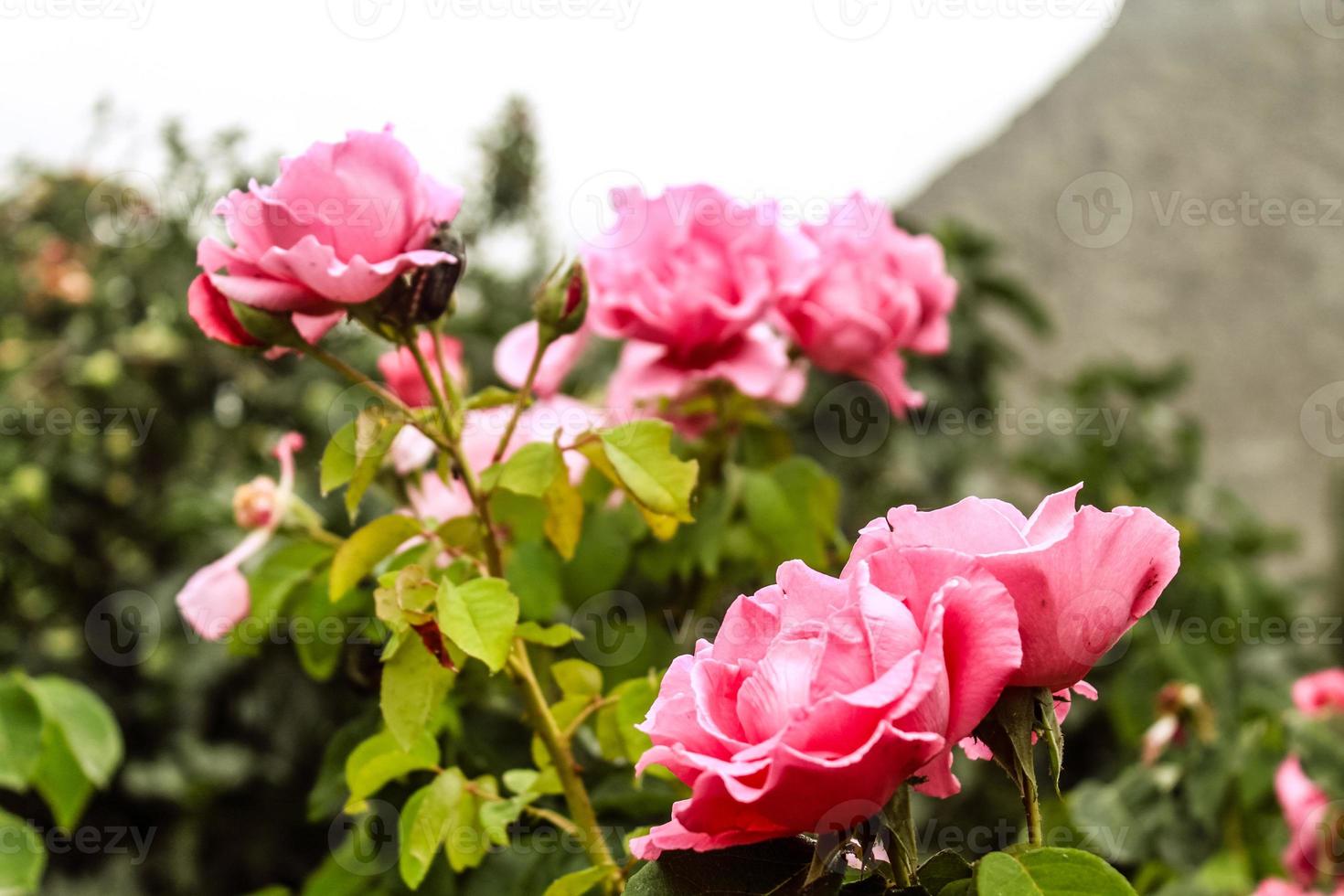 Natural Beautiful Flower Closeup photo