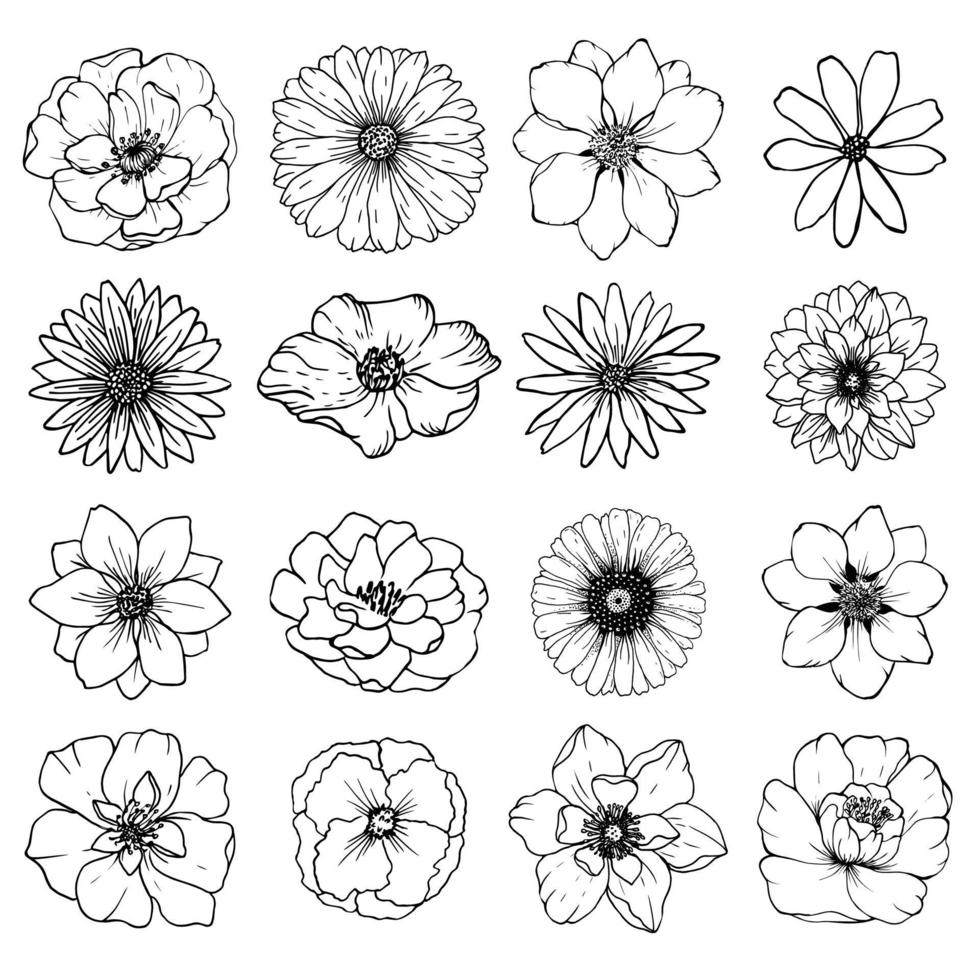Big collection sketch different flowers. vector