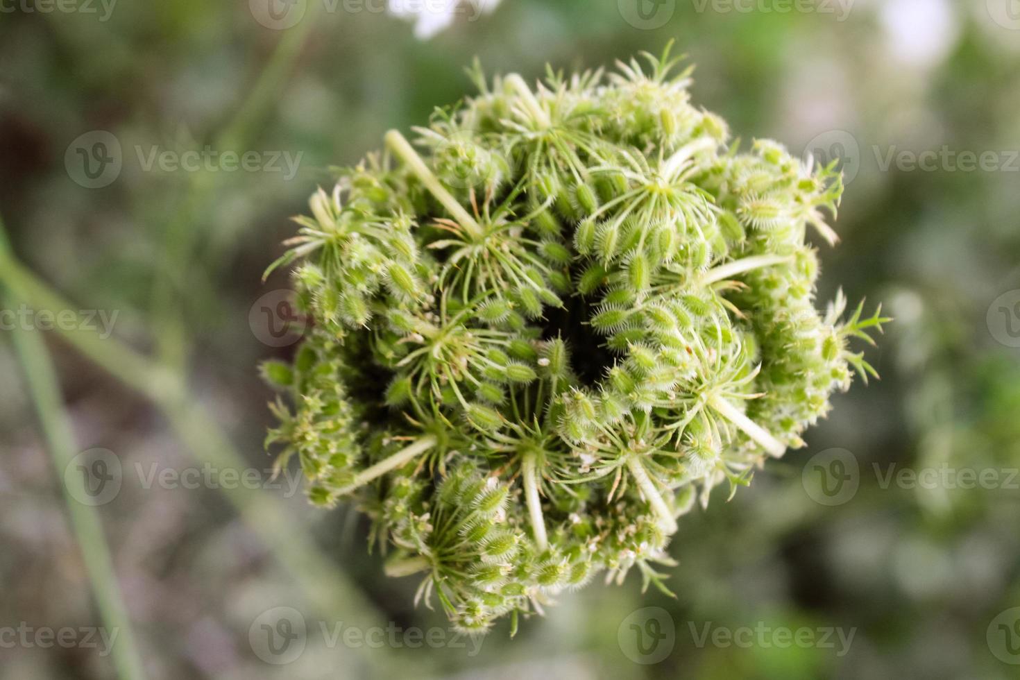 Natural Beautiful Flower Closeup photo