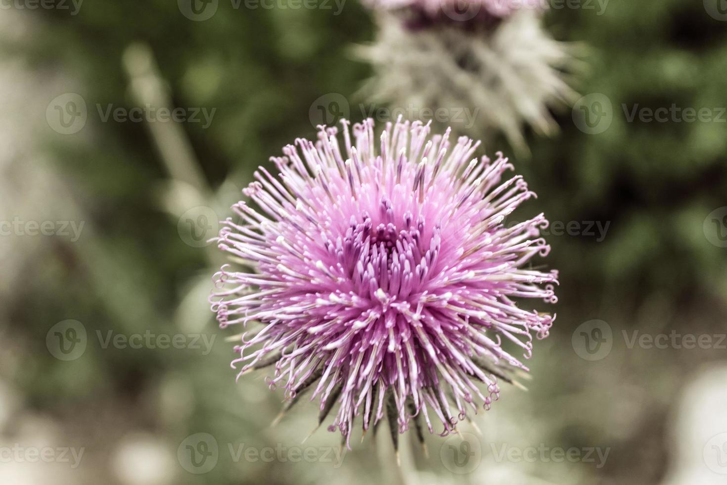 Natural Beautiful Flower Closeup photo