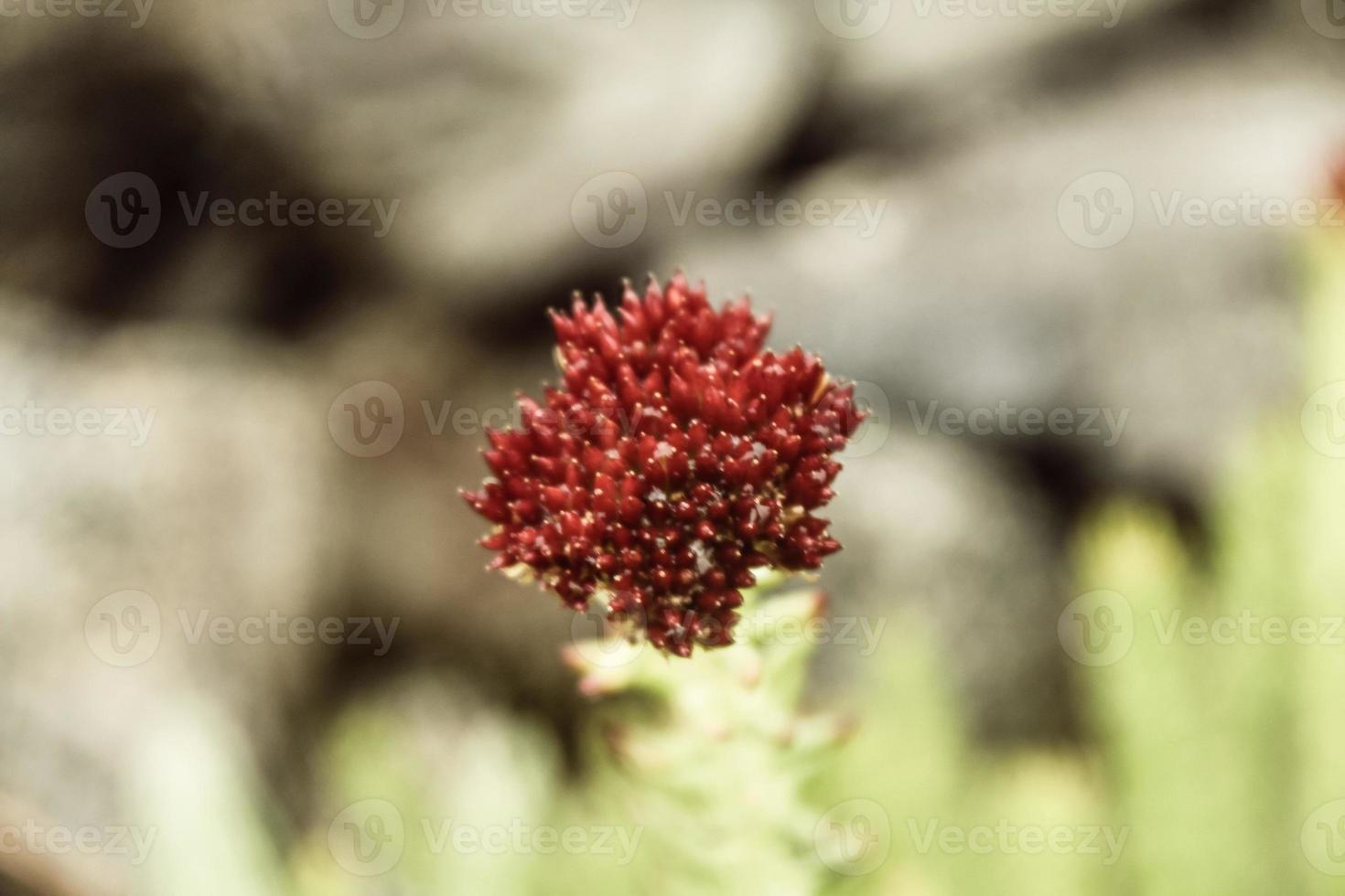 Natural Beautiful Flower Closeup photo