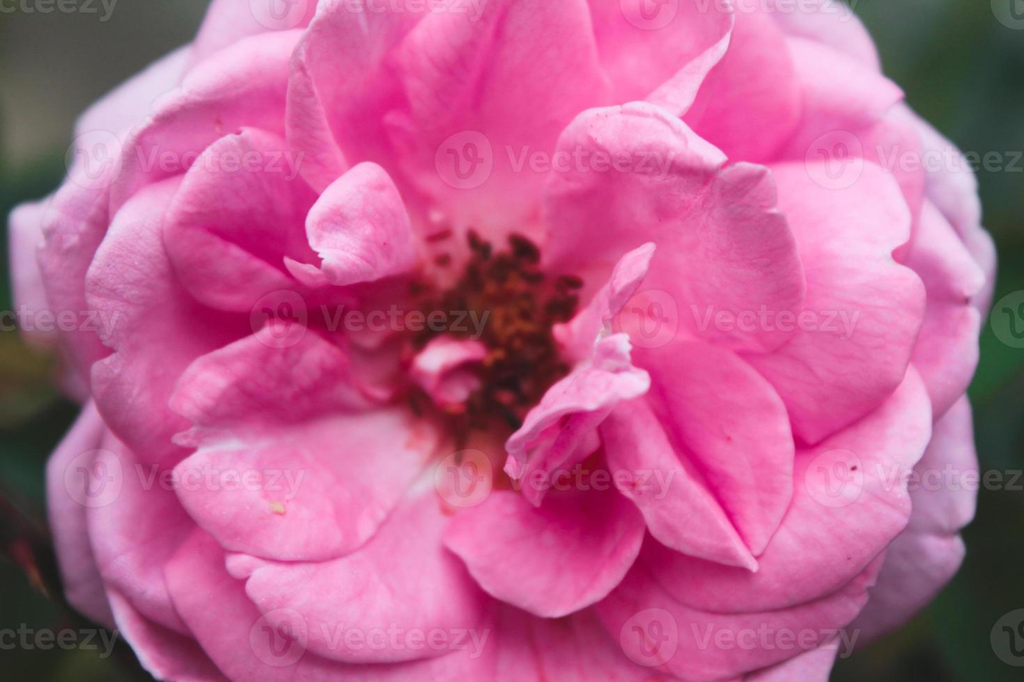 Natural Beautiful Flower Closeup photo