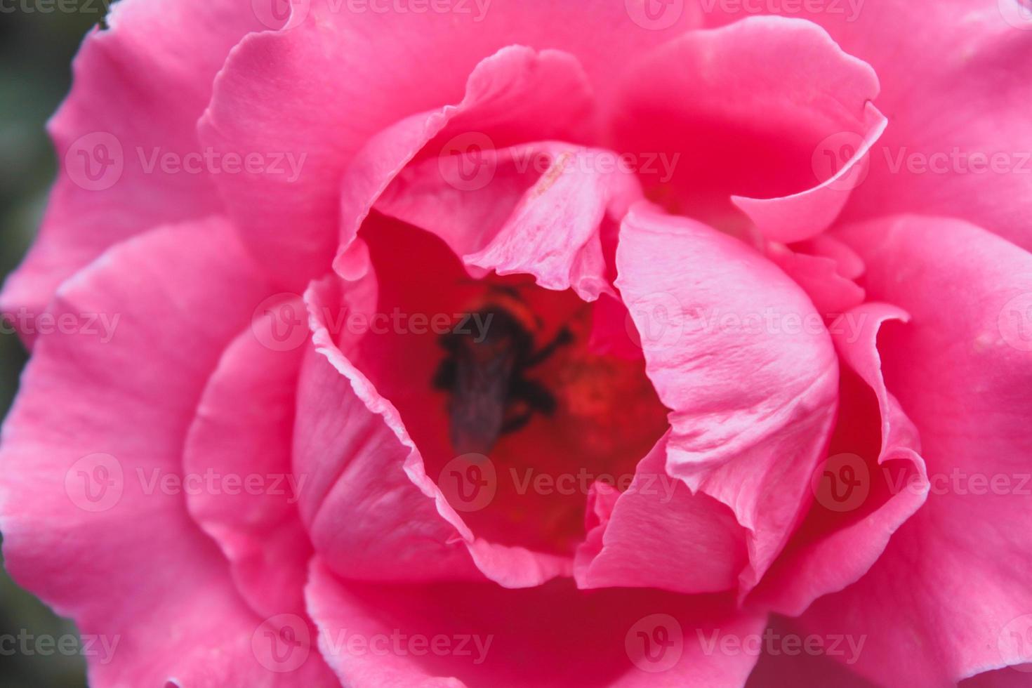 primer plano de flor hermosa natural foto