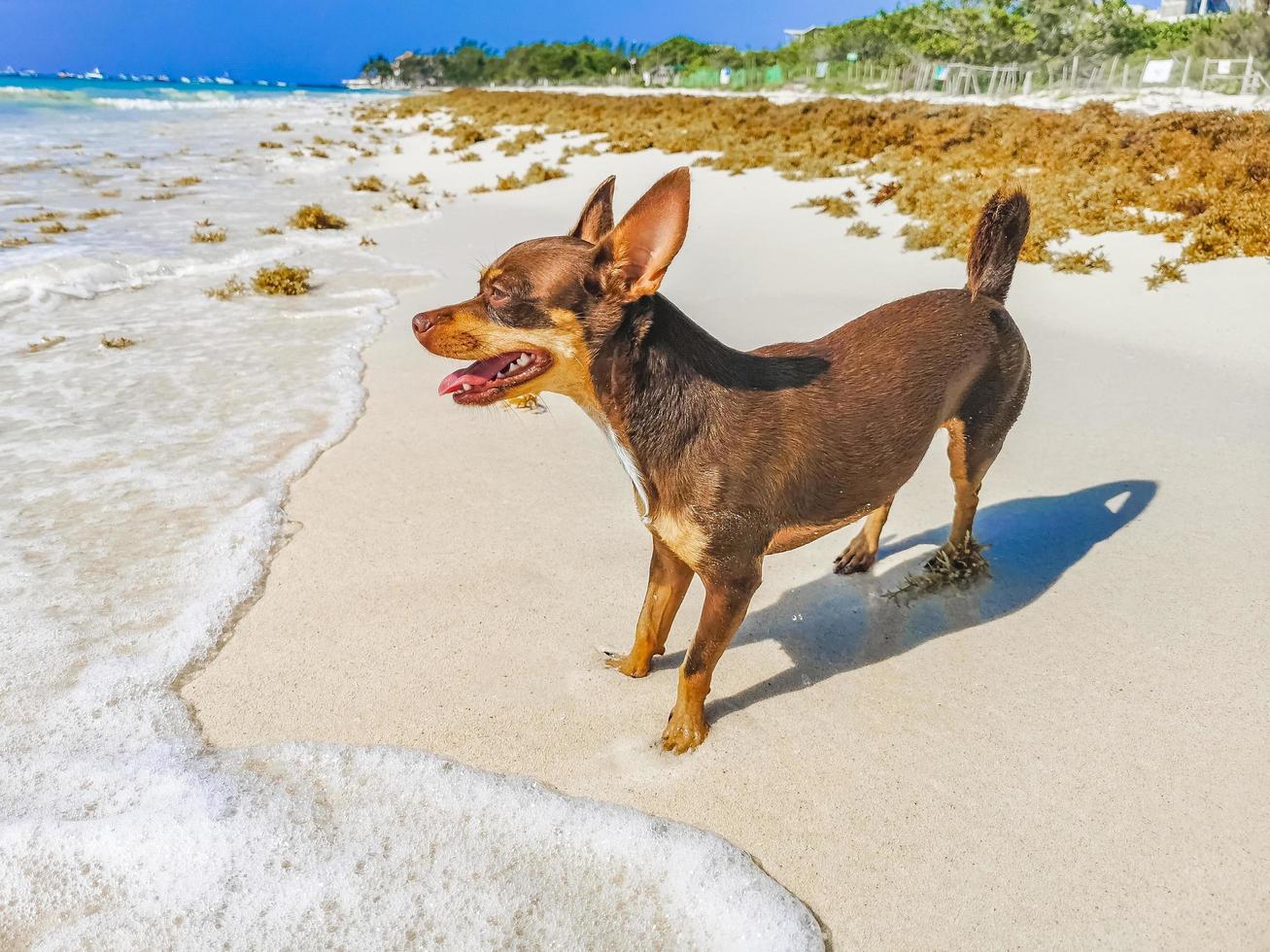 Perro chihuahua mexicano en la playa playa del carmen méxico foto