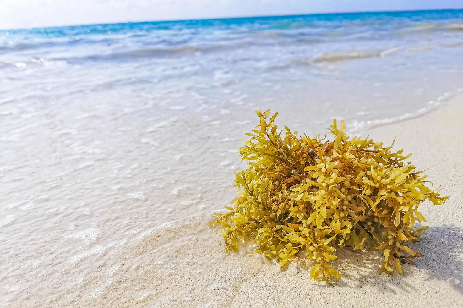 Red seaweed sargazo beach Punta Esmeralda Playa del Carmen Mexico photo