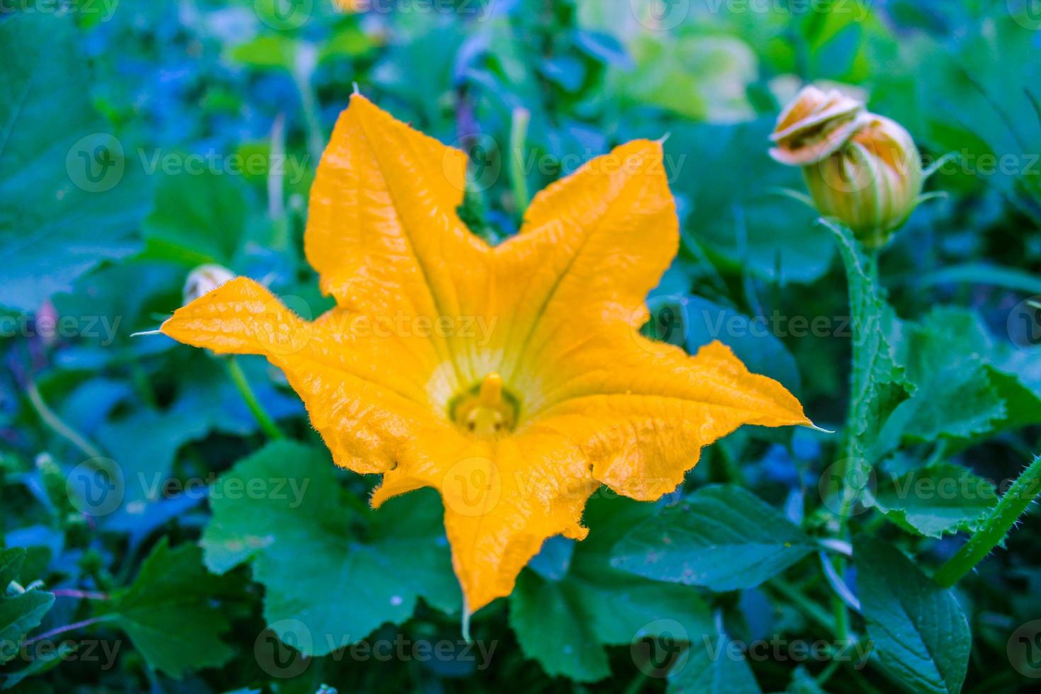 Natural Beautiful Pumpkin Flower Closeup photo
