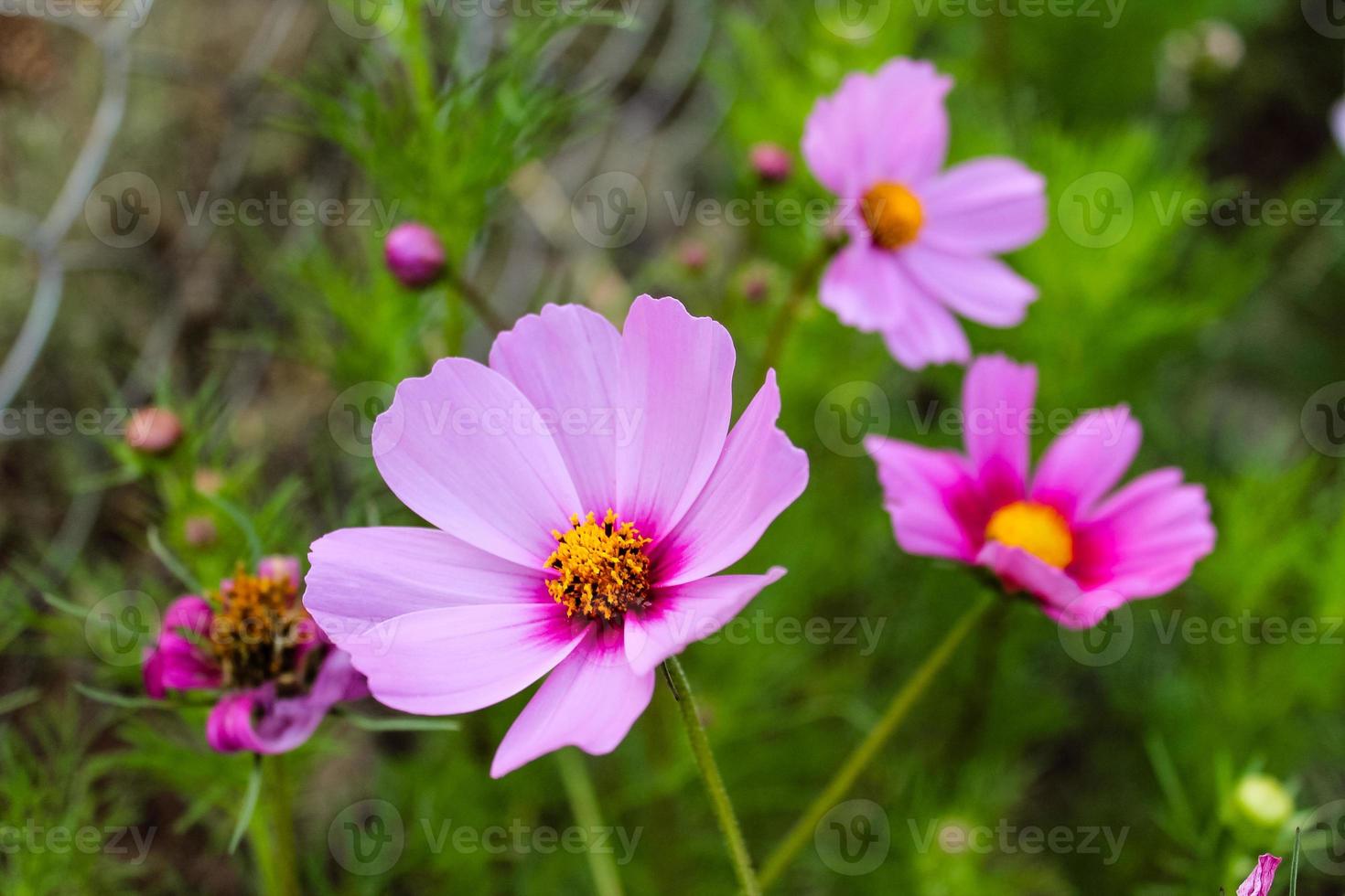 Hermosas flores naturales de color púrpura y rosa closeup foto