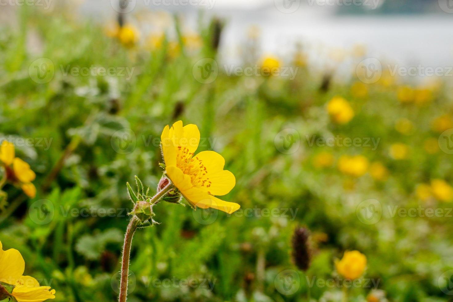 Yellow Flower Kumrat Valley Beautiful Landscape Mountains View photo