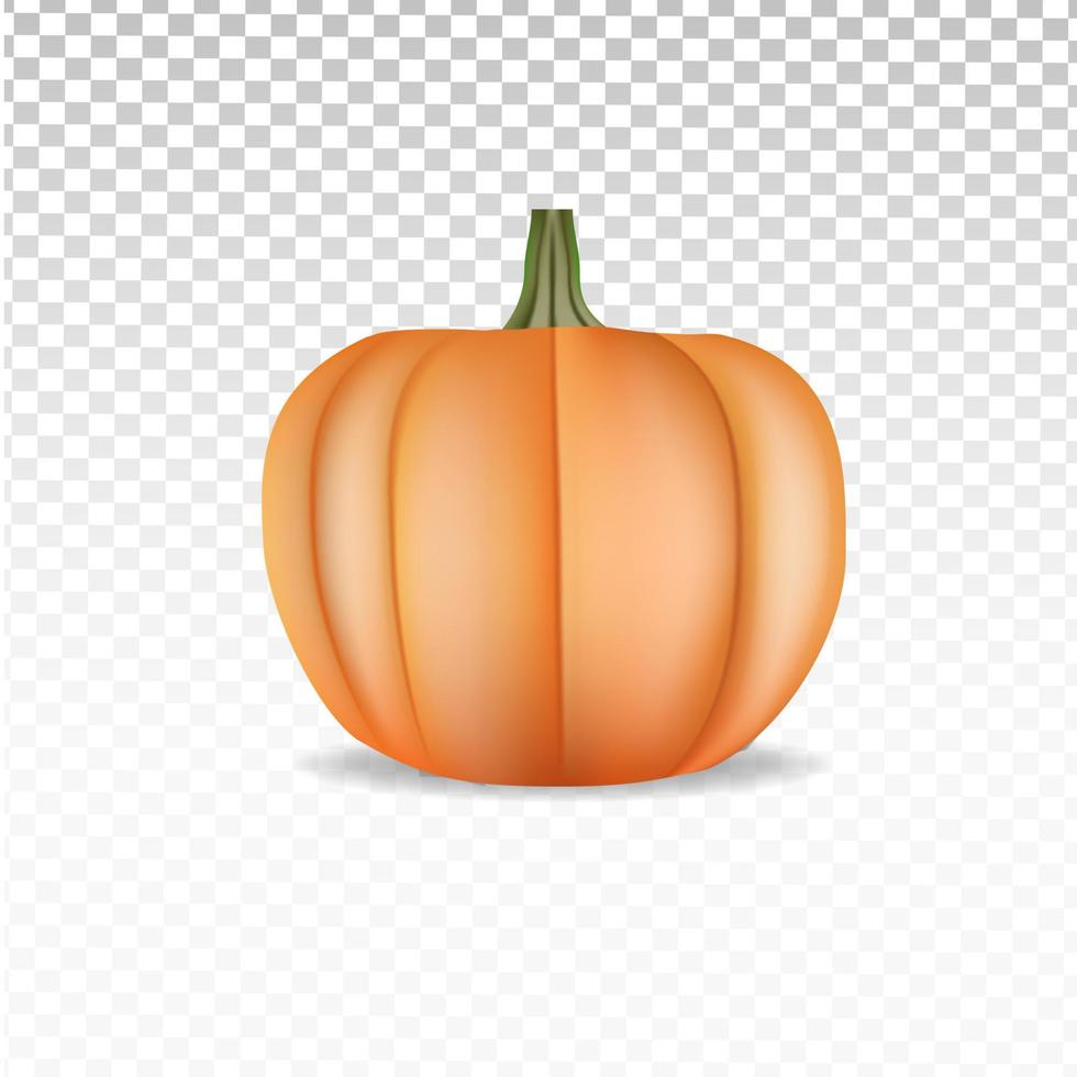 3d realistic pumpkin on white background vector