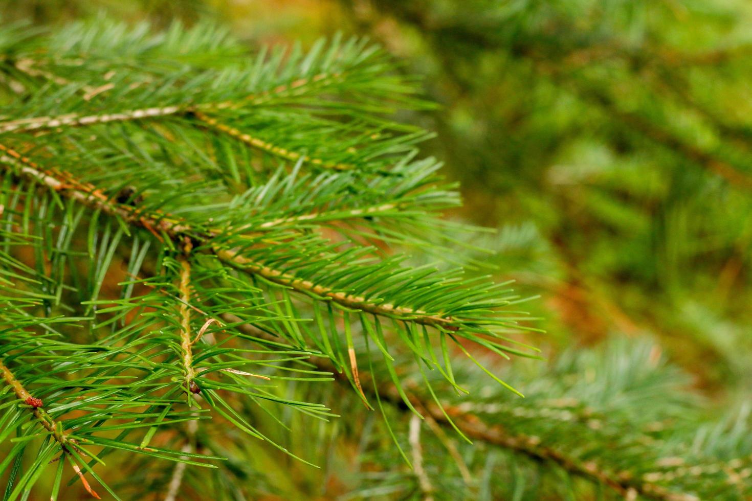 Leaves Closeup Kumrat Valley Beautiful Landscape Mountains View photo