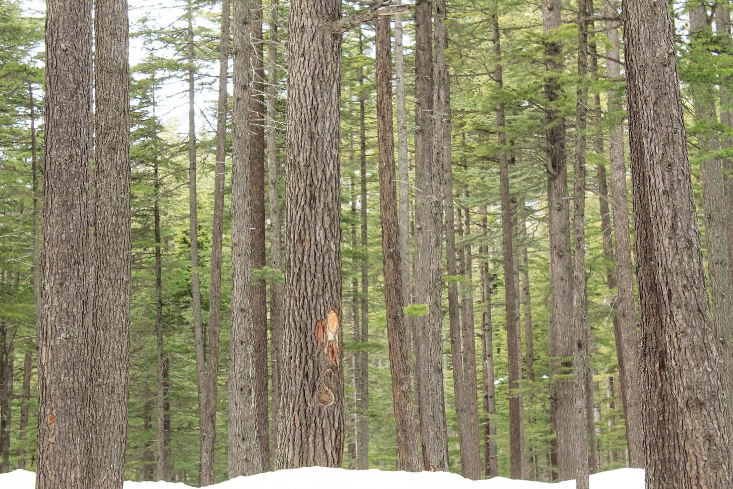 Usho Forest Kalam Swat Scenery Landscape photo