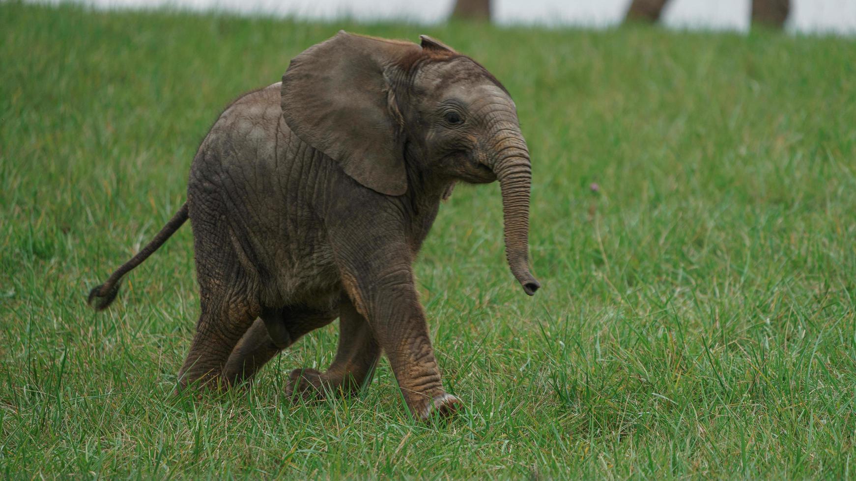 African bush elephant photo