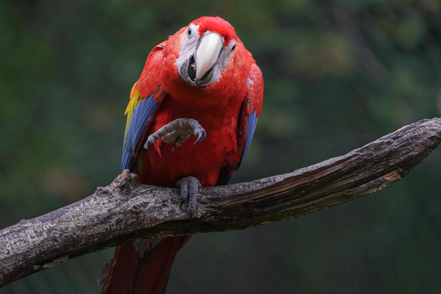 Portrait of Scarlet macaw photo