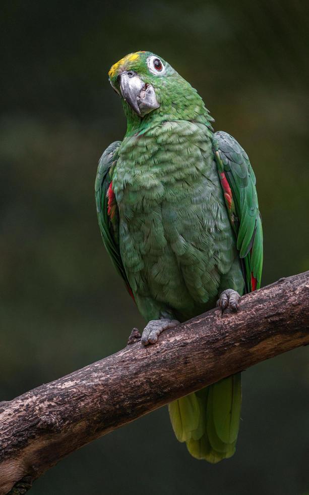 Southern mealy amazon photo