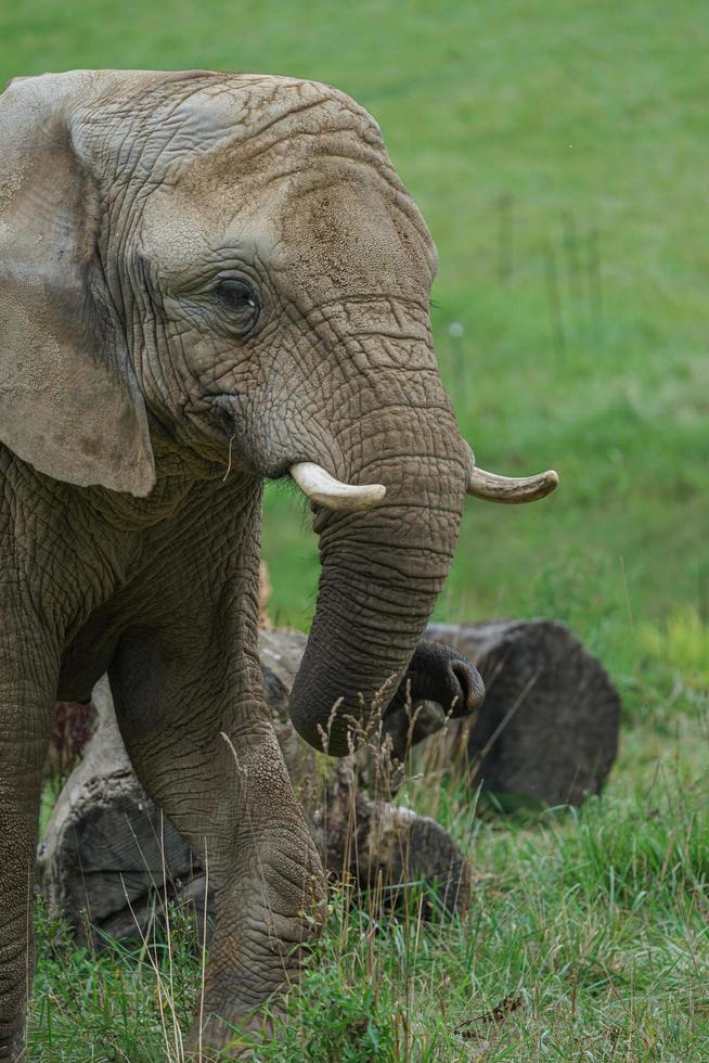 elefante africano foto