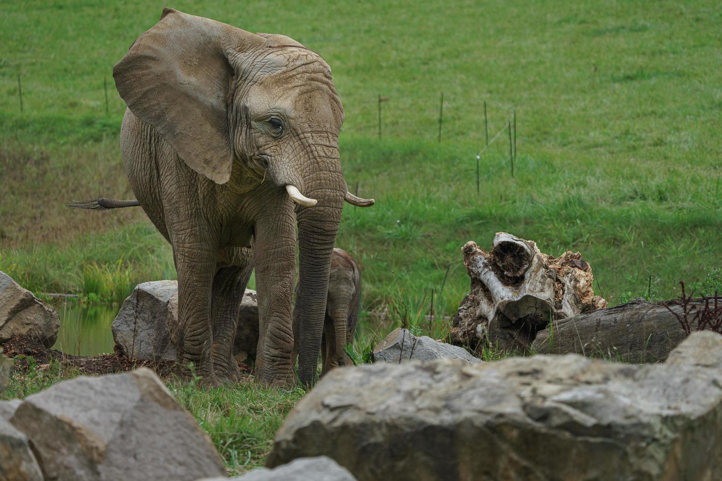 African bush elephant photo