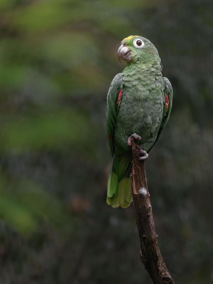 Southern mealy amazon photo