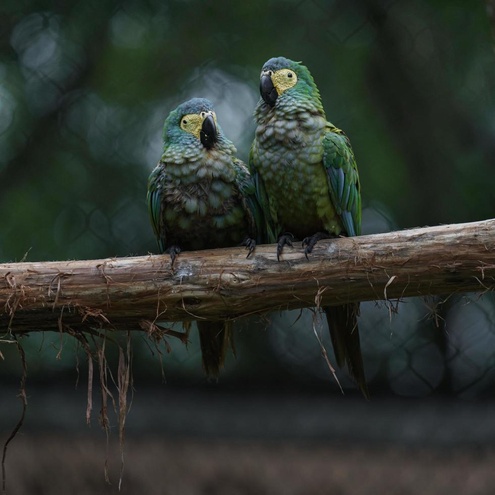 Red bellied macaw photo