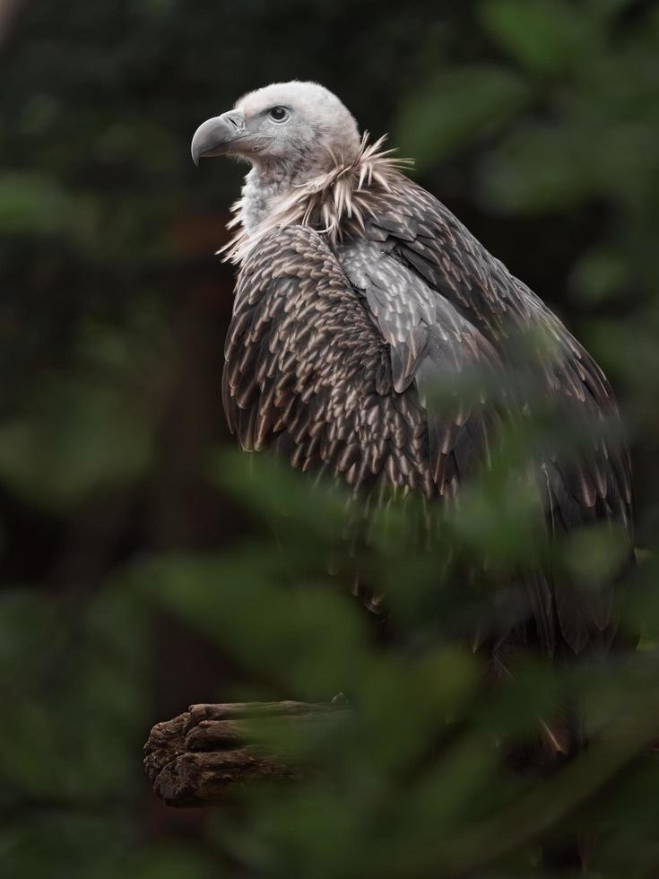 Himalayan vulture sidelook photo