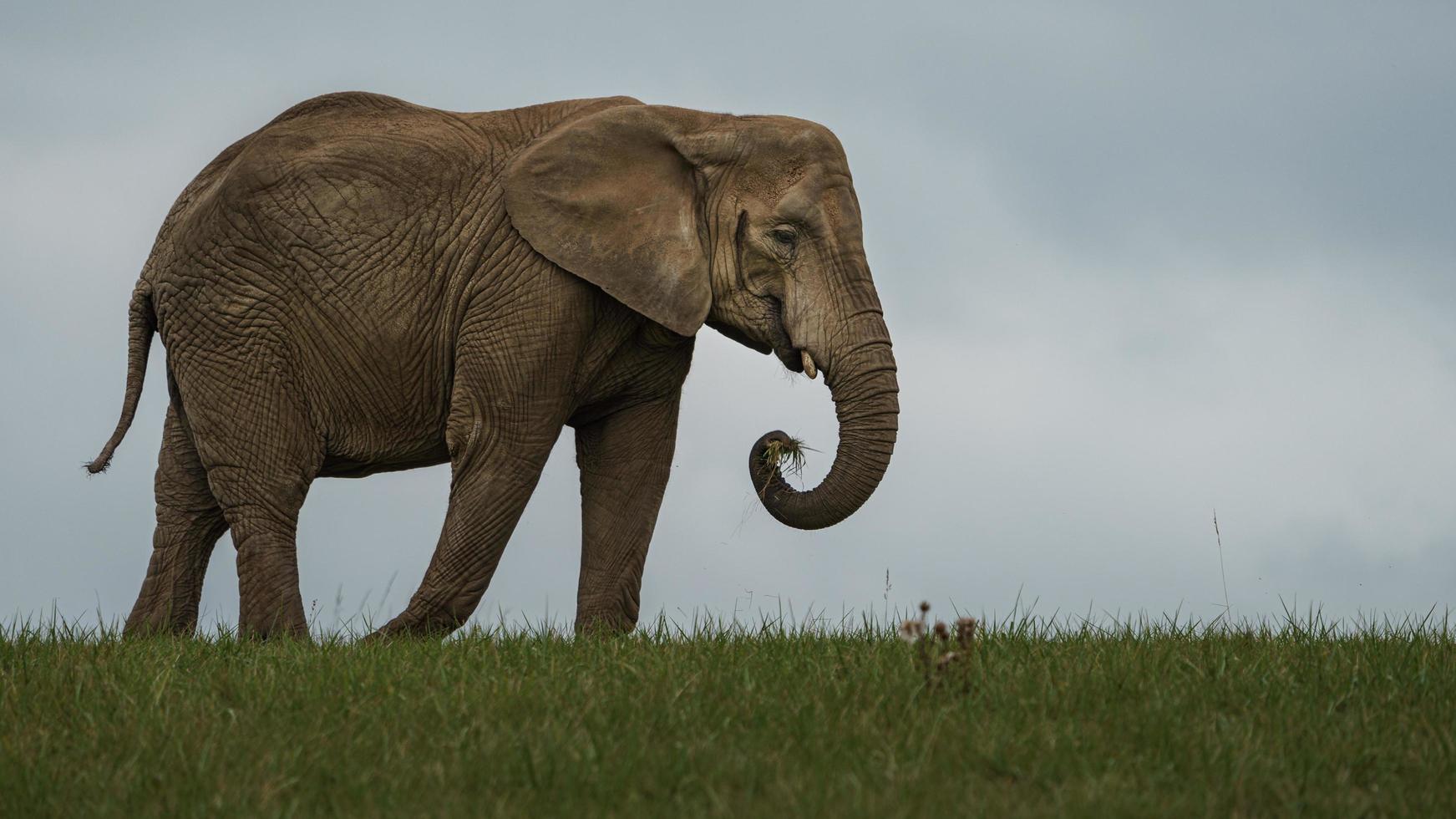 African bush elephant photo