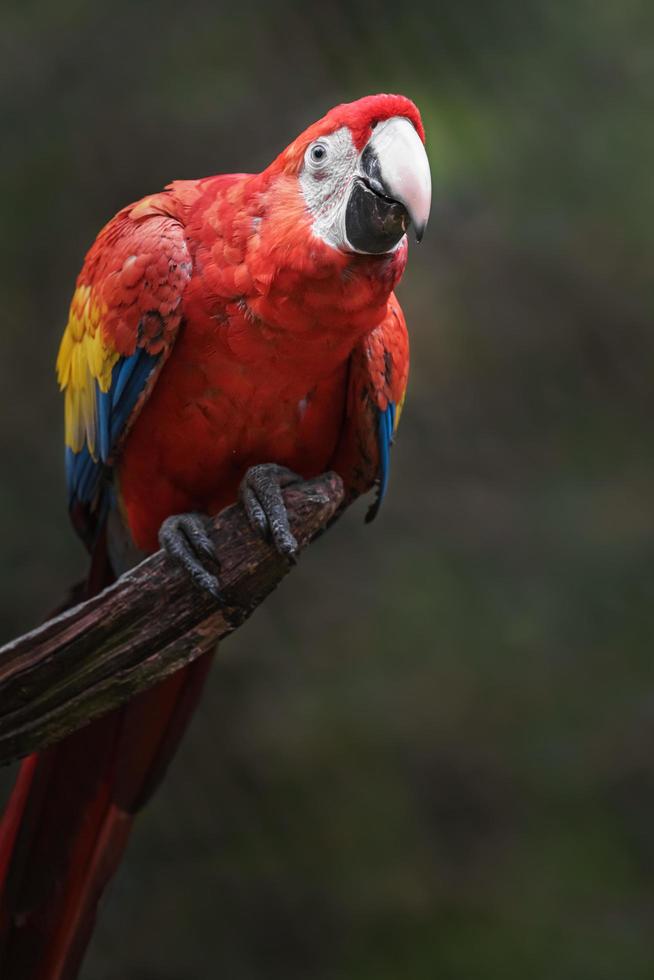 Portrait of Scarlet macaw photo